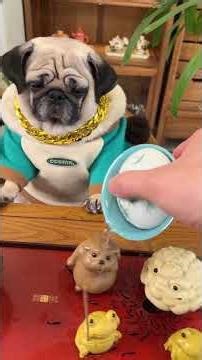 How “Unproductive” Can Making Tea with a Dog Be? The Result Completely Healed Me.