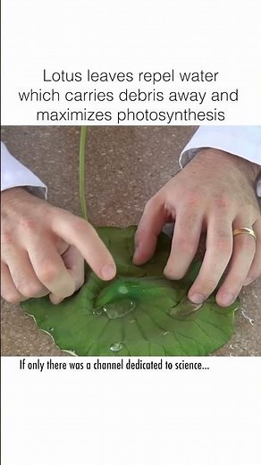 This Plant REPELS Water to Survive!