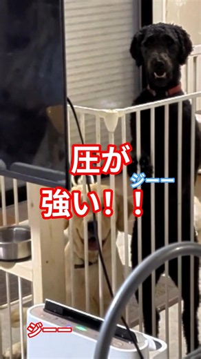 ​【家政夫は見た】ケージの隙間からこちらを覗く2つの影 #ゴールデンレトリバー #多頭飼い #癒やし
