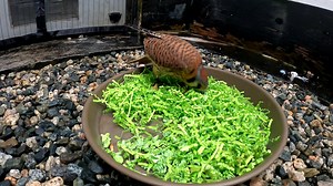 31K views · 2.3K reactions | Our Avian Care Specialists put together an amazing mealworm hunting enrichment activity for Fe, an American Kestrel and Raptor-in-Residence at the Alaska Raptor Center. Enrichment activities like this help our residents perform natural behaviors, stay active, and increase their control over their environment. We hope you enjoy watching Fe in action! | Alaska Raptor Center | Facebook
