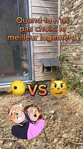 Quand t’installe la future chatière de ton chat… et qu’un merle décide que c’est l’endroit parfait pour y faire son nid 🐣 #renovation #bricolage #humour #chat #chatiere | Alex et Arnaud