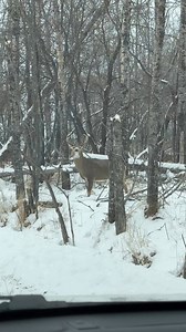 99% of people fail to spot the deer in this video.” #deer #deerseason | Nature_with_guri