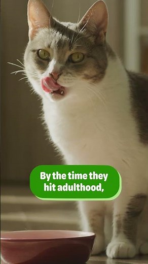 How to Convert Cat Years to Human Years: Quick Guide!