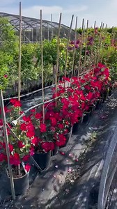 9.9K views · 159 reactions | #rose da noi in questo momento. Uno scorcio delle nostre rose: rampicanti, ad alberello, arbustive, antiche, inglesi, moderne, paesaggistiche, botaniche etc… | IL GARDEN | Facebook