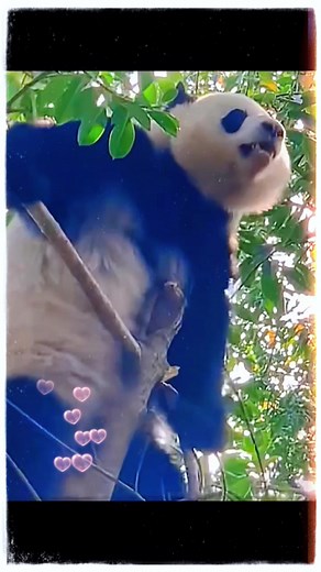2.5K views · 80 reactions | Cutest baby! | World Panda Reporters | Facebook