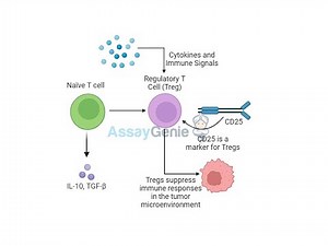 CD25 and Tregs Understanding the Role of Regulatory T Cells in Tumor Immunity