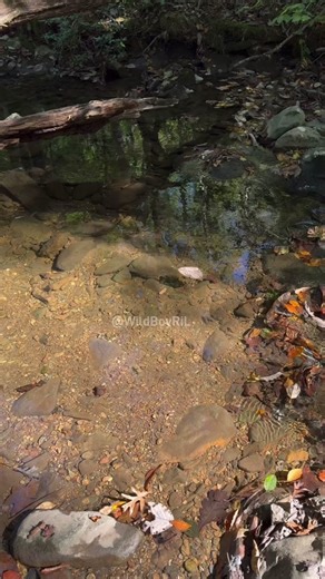 Still Water Under a Microscope: Discover Hidden Life