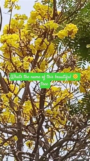 Whats The Name Of The Beautiful Flower Tree 🌳 | The Beauty Of Yelow Flower Tree | #shortsviral