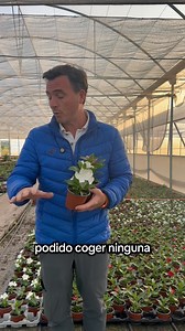 necesita la vinca?Ubicación y luz: la vinca es una planta de exterior que necesita pleno sol (en el caso de esta especie, directo), para crecer en todo su esplendor. También puede ubicarse a semisombra, siempre y cuando se le proporcione la suficiente cantidad de luz. #viral #parati #angelillescas #viverosviral #horticultura #plantas #viveros #agricultura #flores #invernaderos | Viveros viral