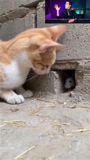 Watch the cat's speed in catching its prey. #cat #wildlife