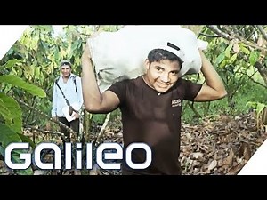 Why cocoa harvesting is still done by hand | Galileo | ProSieben