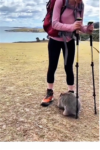 ウォンバットの甘えん坊でキュートな魅力