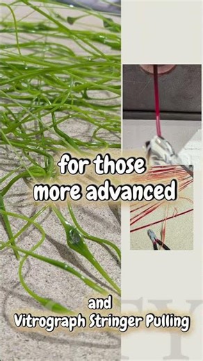 Vitrograph Video Revision