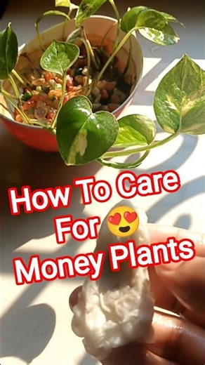 Care For Money Plants 😍 #shorts #shortsvideo #viral #moneyplant