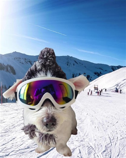 ❤️Bienvenue au petit MARCEL dans la team BOUL' de PWAL !!!! et pour une première on le plonge dans le grand bain oups dans la poudreuse plutôt 😂❤️ ☃️ Mon petit MARCEL est prêt à afrronter les pistes de ski !!!!🥰😍😘❤❄️⛷️🛷☃️ ⚠ Je rappelle que les séances photos déguisées sont réalisées SANS contrainte, les loulous sont respectés et habitués ils prennent ça comme un jeu avec des friandises à la clé donc PAS D' INQUIÉTUDE ⚠ #bouldepwal #ski #toilettagecanin #toilettageadomicile #toilettage #bien