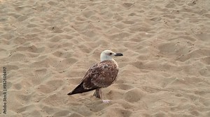 A sick and lame bird tangled in fishing nets on the beach. Seagull with injured leg on beach