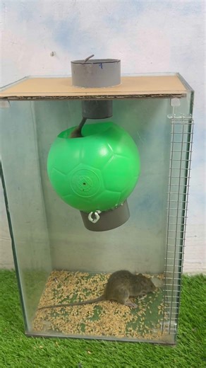 Mouse trap / Con chuột chui vào quả bóng và rơi vào bẫy #rat