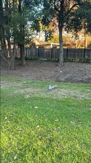 Amazing Australian Wildlife. Cockatoo! 🦜 POV