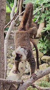 Lemur Climbing in Natural Habitat | Amazing Wildlife Shorts 2025