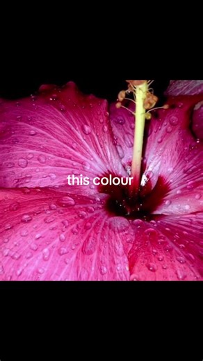 #fyp #fypシ゚viral #pinterest #repost #aestheticedits #girlhood #videos #pink #divinefeminineenergy #trending #magenta #pinkgirl