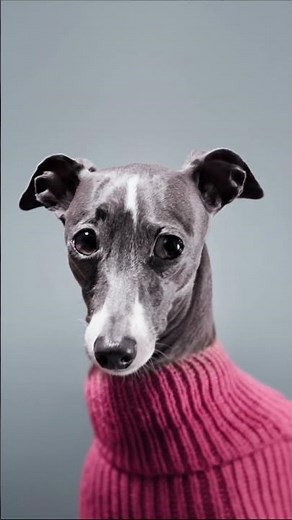 This Dog Is 90% Legs and 100% Drama — Meet the Italian Greyhound