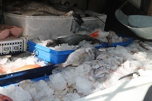 Angelo the Fish Man is Back