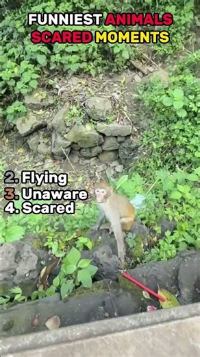 Ranking Funniest Scared Animals Moments🤣🤣😭😭🤣