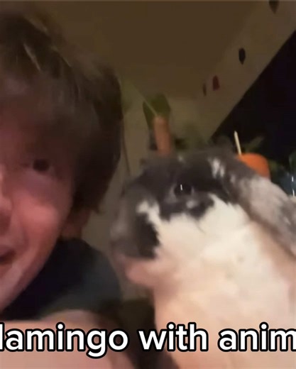 #FLAMINGO Sad that the new roblox update changes those type of videos now, but omg his chage in tone and lowering his voice for the pets 😭❤️❤️ In honor and vid inspired by the comments on my most popular video @viviplays? I keep getting comments on that vid, to add bunny, make part 2 for bunny, so yay!!! Albert and bunny!! I would make an offical edit but im not very good at editing with one singular clip 😭 #albertflamingo #pets #roblox #fyp