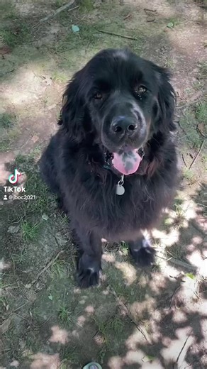 Latte is ready for adoption! https://petlover.petstablished.com/pets/public/1735819?awo=National Newfoundland Rescue&widget=false | National Newfoundland Rescue