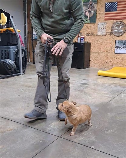 Meet Suede. He is a 5 year old Yorkie with a lot of attitude. He would not let rob pet him. Suede would growl, snarl and show his teeth. Less than 24 hours and look...... | Dog House Training