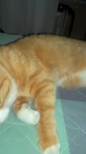 3.2K views · 59 reactions | Kitten driving a motorcycle in the middle of the night#cat #cute #catvideo #catsoftiktok #funnycat #fyp | Cat Dallar | Facebook