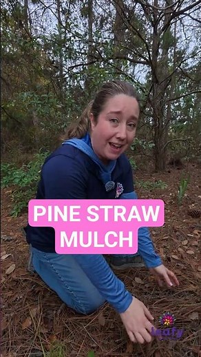 Pine straw in the best natural mulch