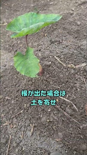 『里芋育て方』『準備整い植え付け』＃里芋の成長測定 #家庭菜園 楽しい！＃shorts