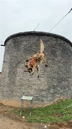 Super Dog Jump! 🐕🔥 #ViralCute Dog Amazing Jump 🐕🥰#DogTraining #K9 #DogSports #BelgianMalinois