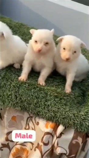 🥰😍😘#doglover# Punjab # Gurdaspur