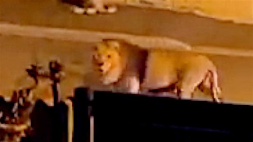 Escaped circus lion roams around Italian town before capture