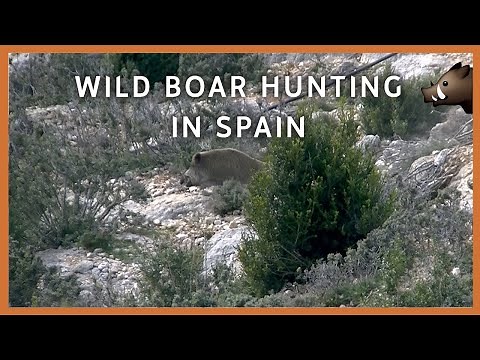 WILD BOAR HUNTING IN SPAIN💥🐗🐗🐗【 AMAZING!! 】