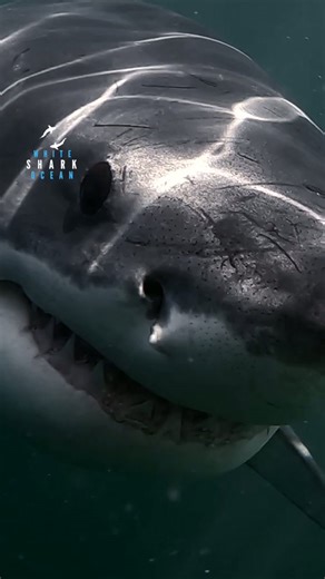 Silvery great white shark emerging #greatwhite