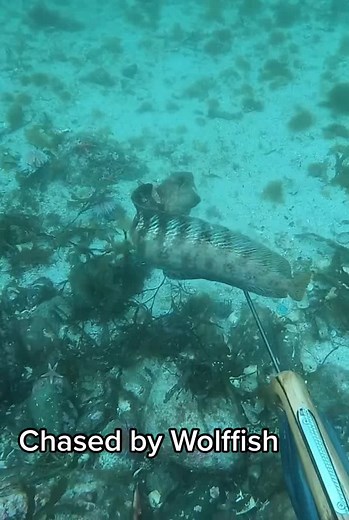 Chased by Wolffish: A Close Encounter Underwater