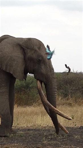 Tribute to One Ton | Super Tuskers | Africa Geographic