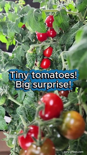 Tower Garden Tiny Tim Micro Tomatoes