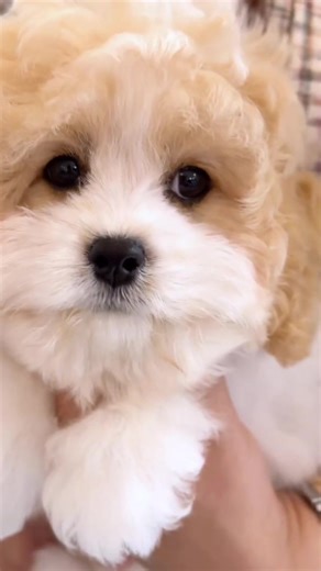 Cavapoo Puppy Adventures: Playful Charm in Action