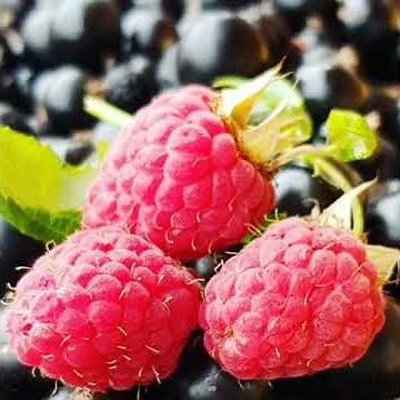 Варенье Ералаш Просто бомбически вкусное варенье