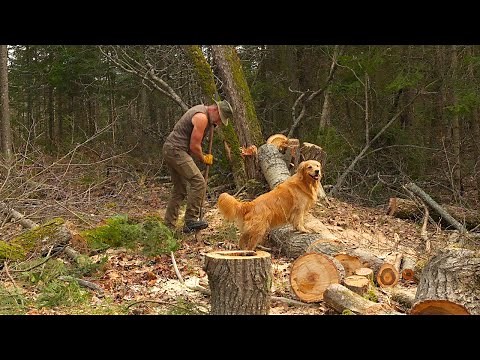 Wolves Watch Me Planting a 100 Acre Food Forest for Wildlife and People - Bear, Moose, Deer, Turkey