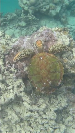 Green Sea Turtle (Chelonia mydas) Cleaning Stations #turtles #greenseaturtle #marinelife