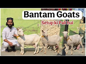 Quality Bantam goats at KF goat farm Aurangabad Maharashtra