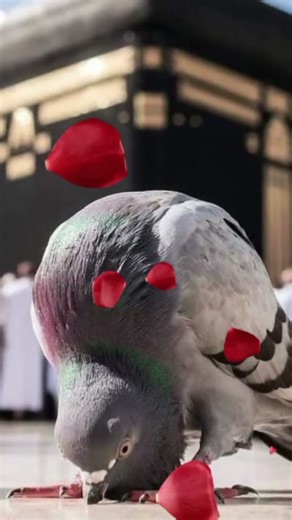 A divine connection of light faith and unity from the House of Allah🕋🤍#Kaaba #MasjidAlHaram #Makkah