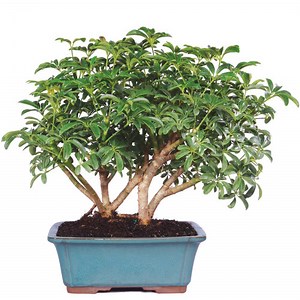Hawaiian Umbrella Bonsai Tree - Perfect for Newcommers
