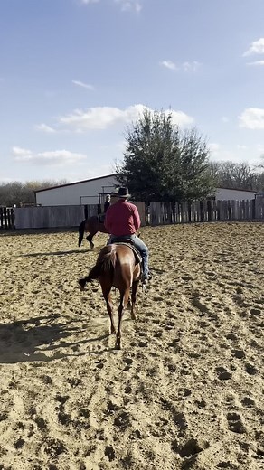 A&S Performance Horses on Instagram: "Watch till the end to see why we back our horses so much when training and schooling on cattle or 🦬 in this case. #Cowwork #versatilityranchhorse"