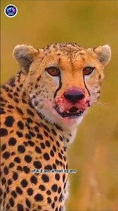 Cheetah's Insane Speed Hunt 🐆⚡ | Fastest Animal on Earth